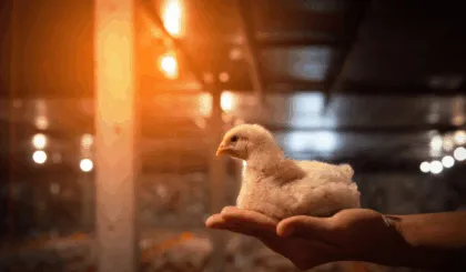 gallinas resistentes a la influenza aviar