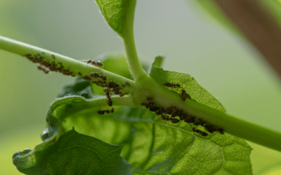 ¿Cómo eliminar las hormigas de las plantas en casa?