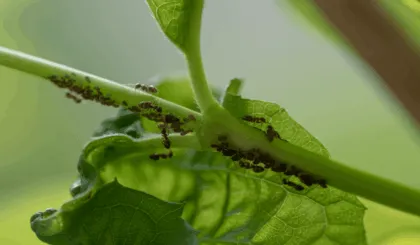 ¿Cómo eliminar las hormigas de las plantas en casa?