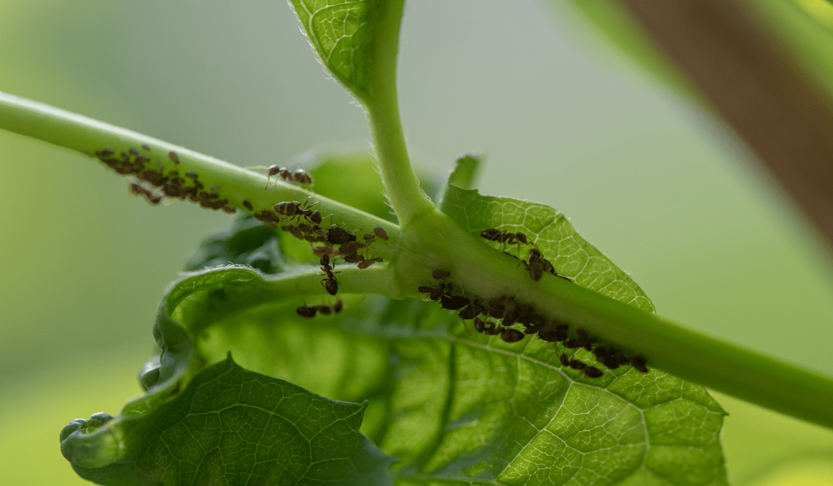 ¿Cómo eliminar las hormigas de las plantas en casa?