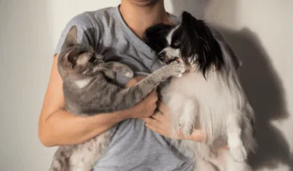 ¿Los perros realmente odian a los gatos?