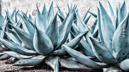 Agave propiedades medicinales de esta planta