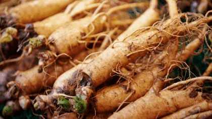 Beneficios del ginseng La raíz lo cura todo