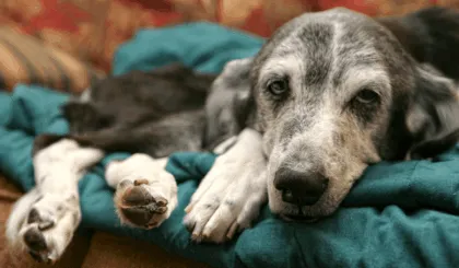 Cómo brindar cuidados al final de la vida de tu mascota