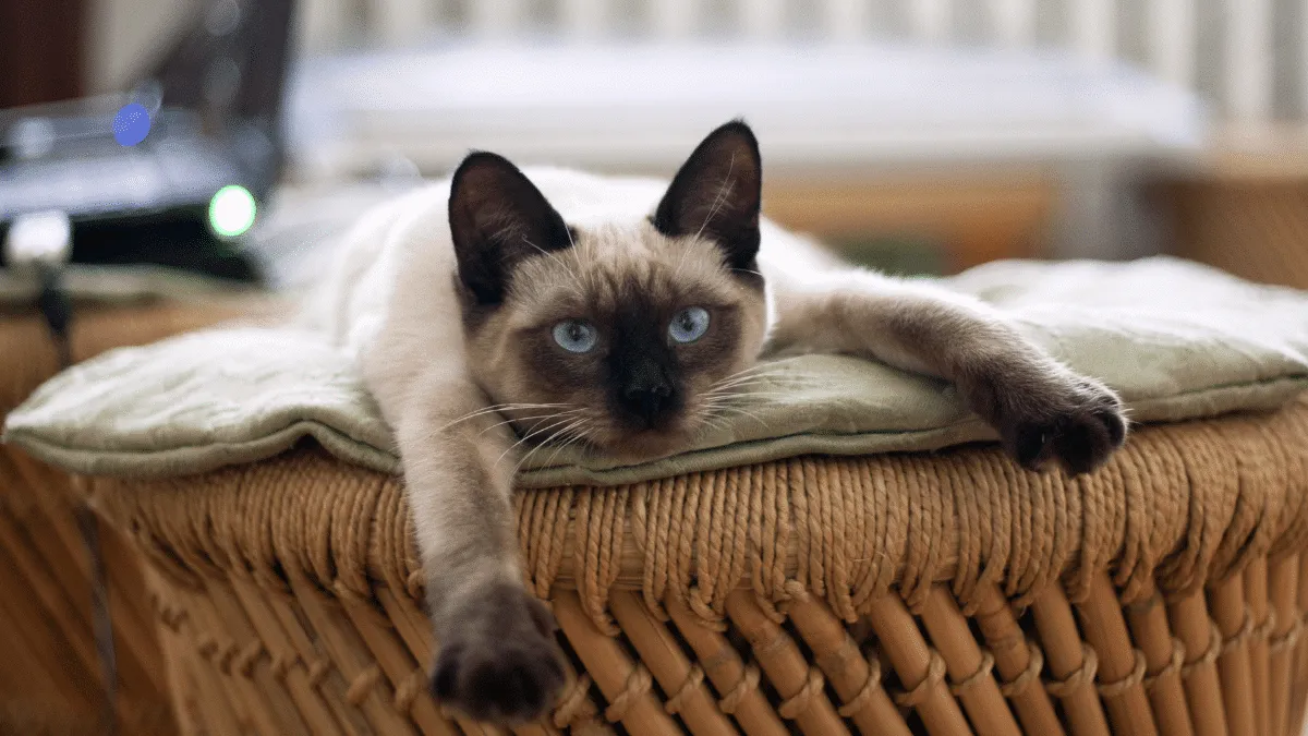 Los gatos tienen casi 300 expresiones faciales