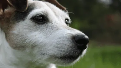 Senderista muerto y su perro fiel