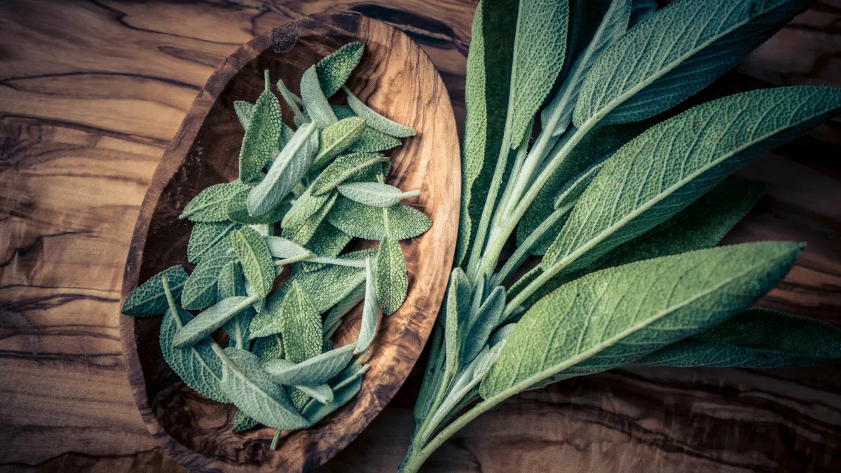 beneficios té de salvia para tu salud