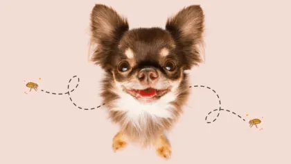 ¿Qué es bueno para eliminar las pulgas de la casa?