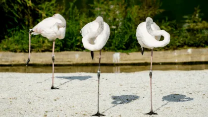 ¿Por qué las aves y otros animales duermen de pie?