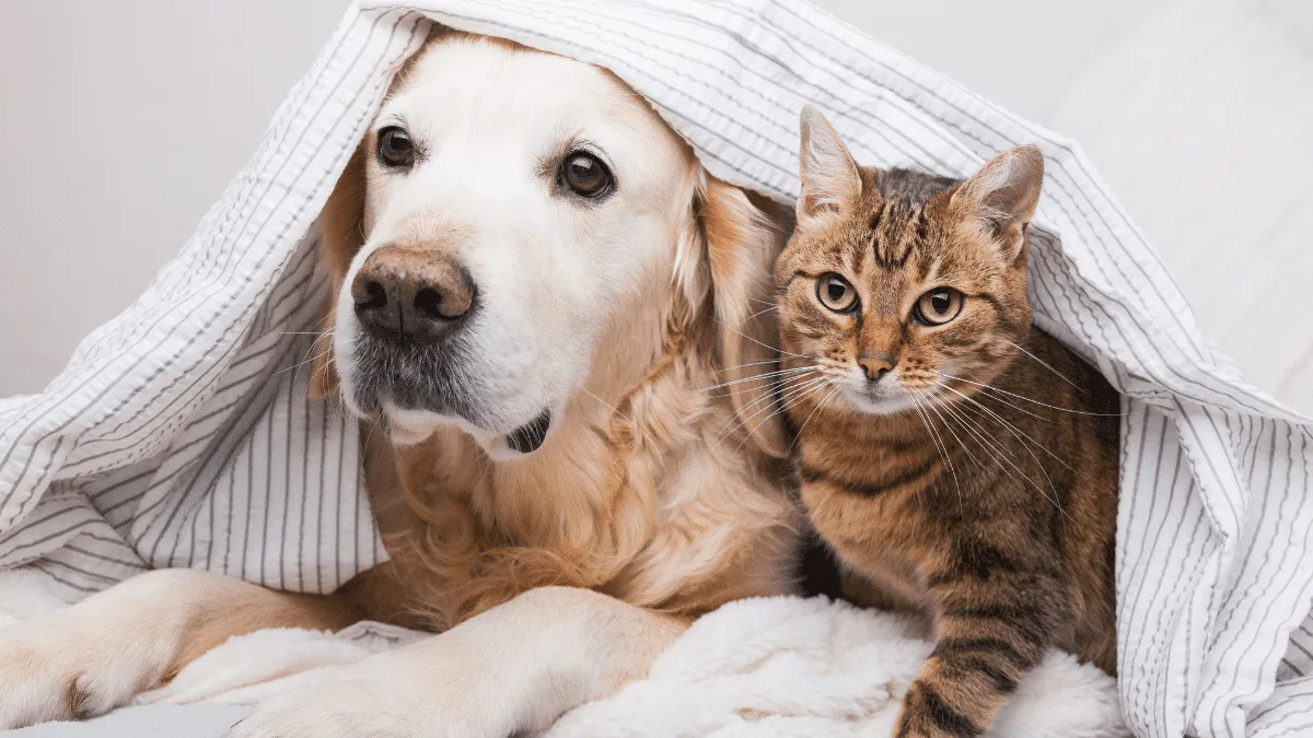 ¿Sabías que la diabetes también  afecta a perros y gatos