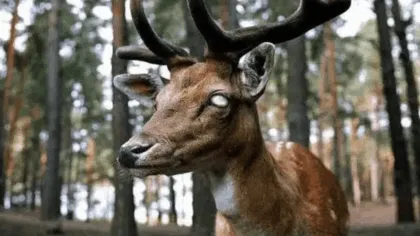 Enfermedad de los ‘ciervos zombies’