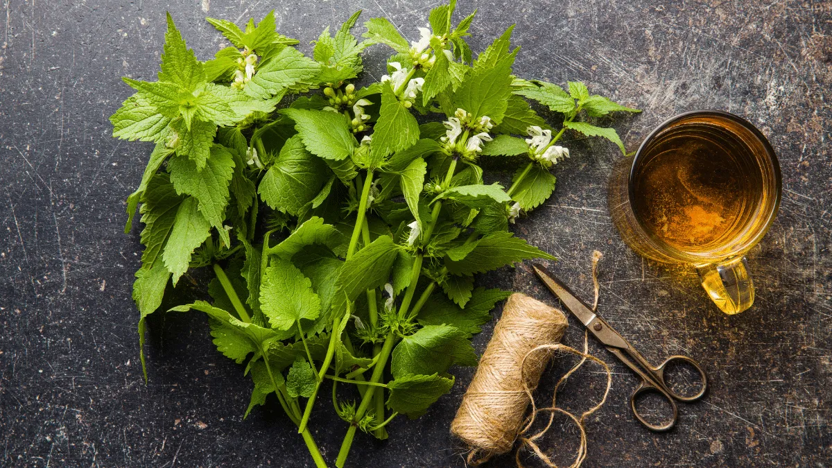 Ortiga sus propiedades y beneficios curativos para la salud