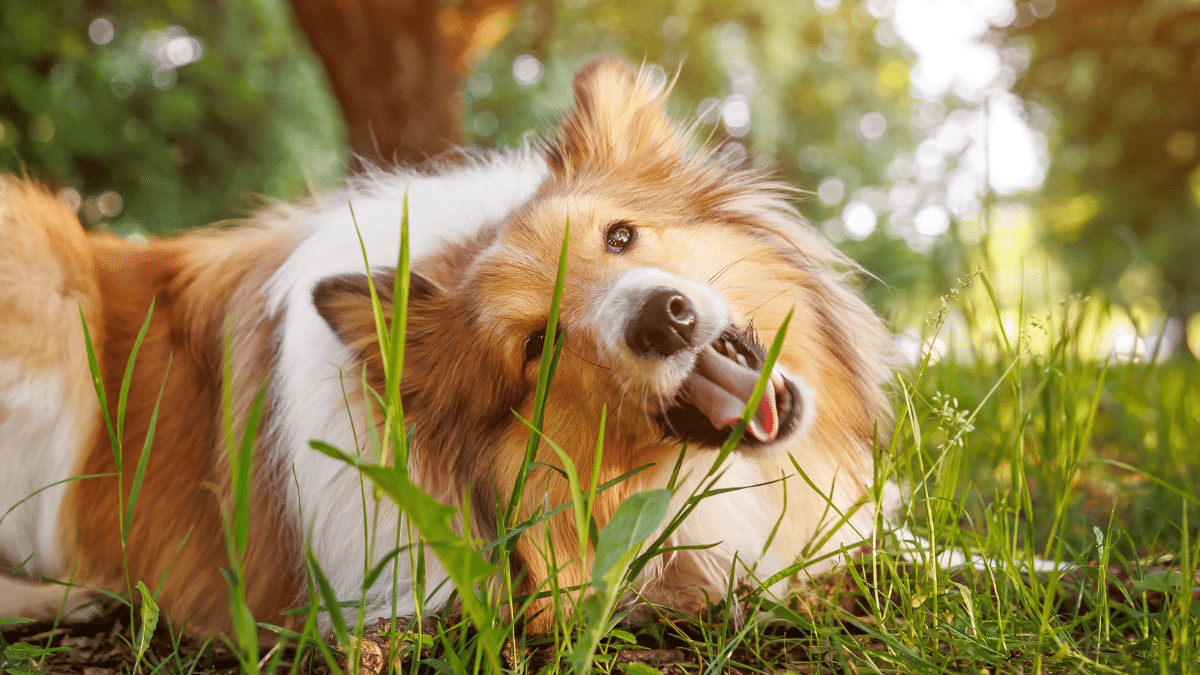 ¿Por qué nuestros perros comen cosas asquerosas?