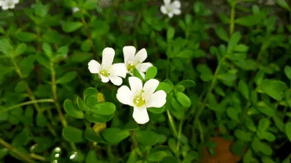 Bacopa: la planta medicinal
