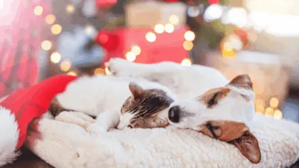 6 recomendaciones para cuidar de tus mascotas en invierno