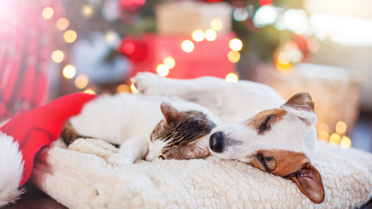 6 recomendaciones para cuidar de tus mascotas en invierno