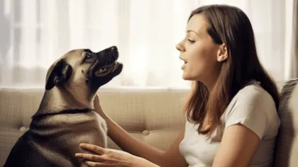 ¿Los perros pueden entender nuestro lenguaje?