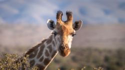 Benito la jirafa su historia y nuevo hogar