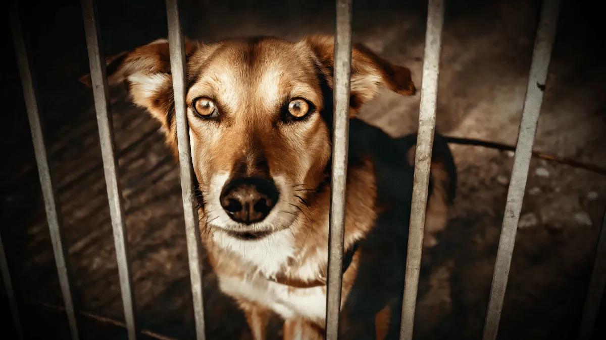 Corea del Sur prohíbe consumo de carne de perro