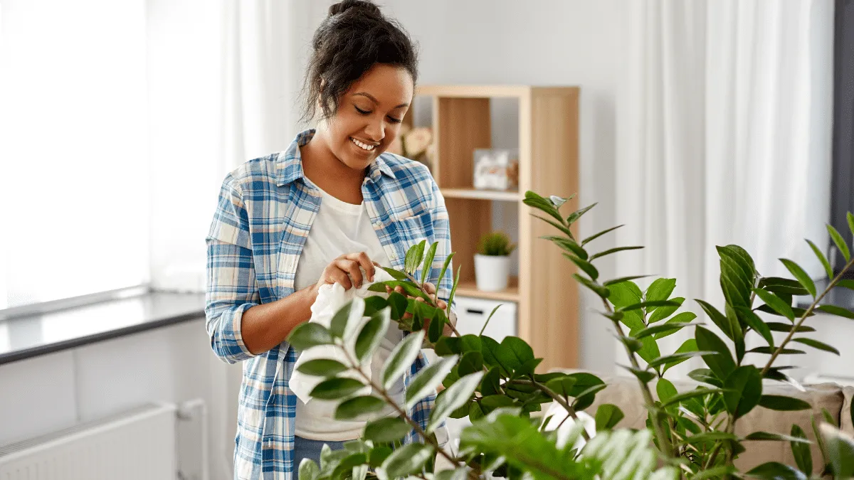 Cuidado de plantas de interior
