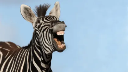 Datos curiosos que quizá no sabías de la cebra