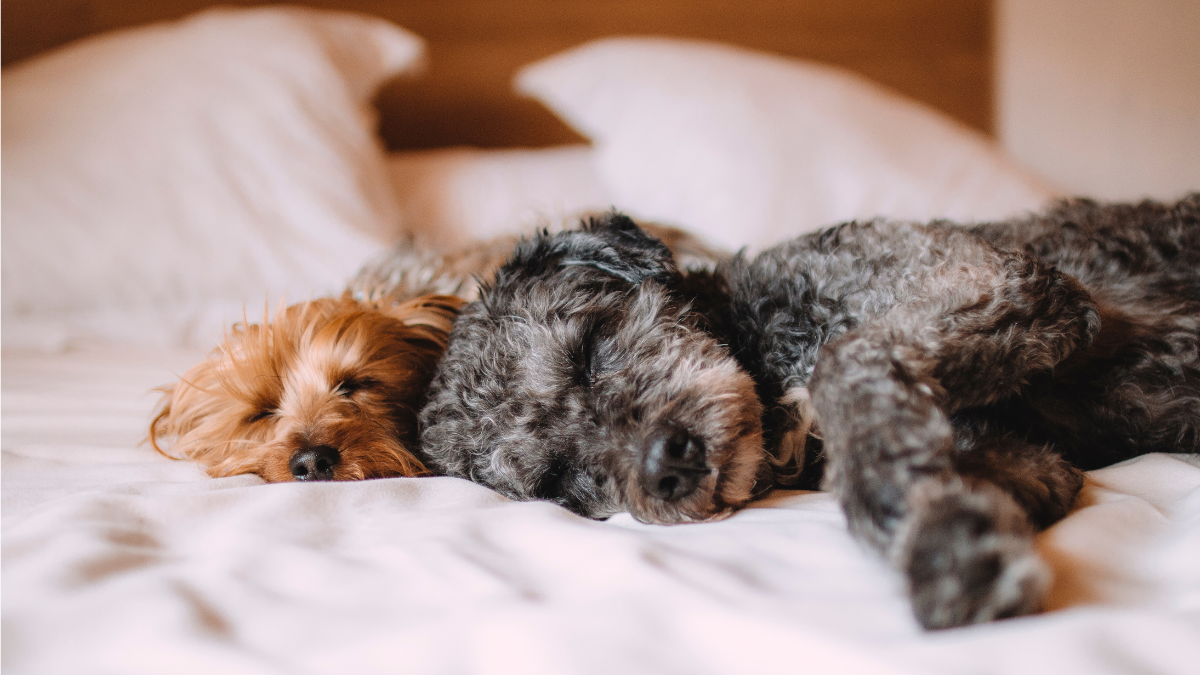 Elimina el olor a perro de tu cama