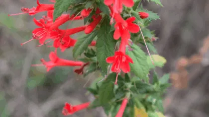 Espinosilla, ¿qué es y cuáles son sus beneficios?