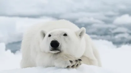 Oso polar muere por gripe aviar