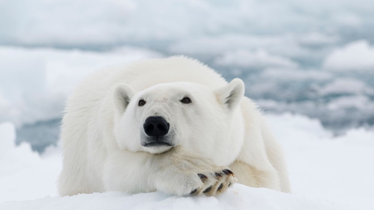 Oso polar muere por gripe aviar en Alaska y alerta a los científicos