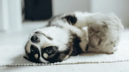 razones por las que un perro pierde pelo