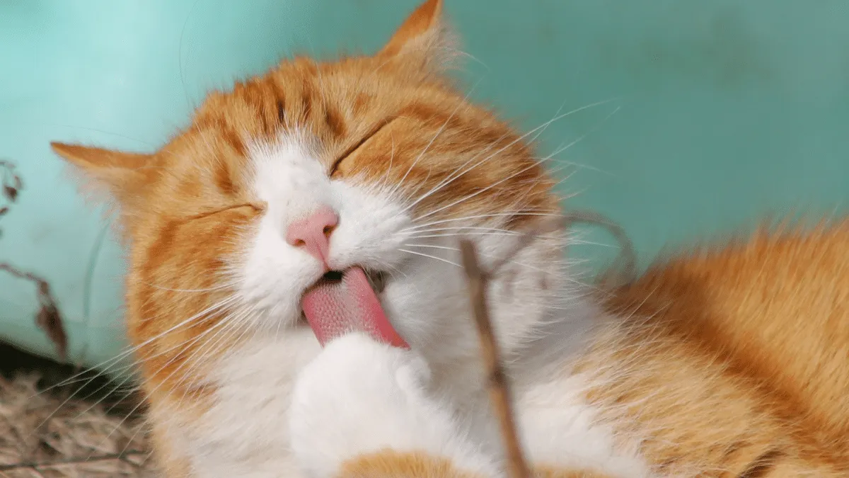 Consejos para alargar la vida de nuestro gato
