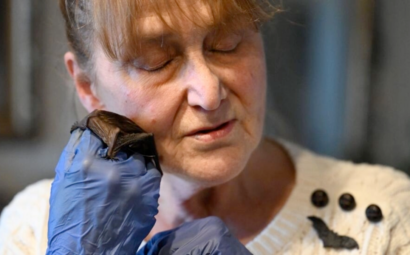 Jubilada polaca asilo para murciélagos