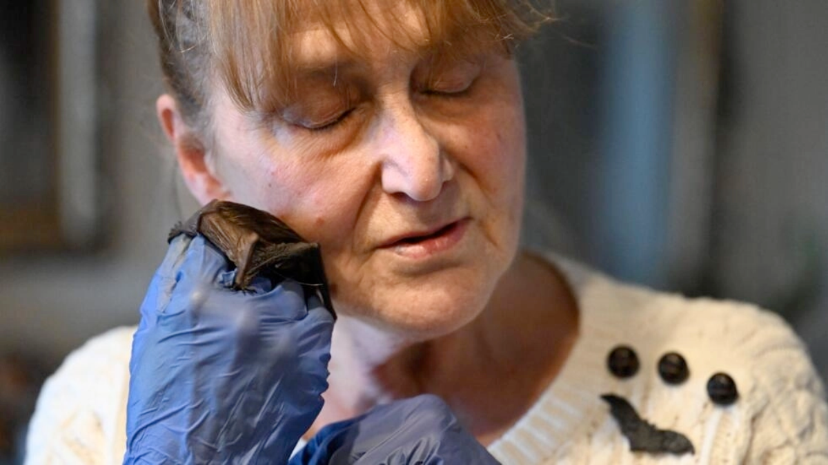 Jubilada polaca asilo para murciélagos