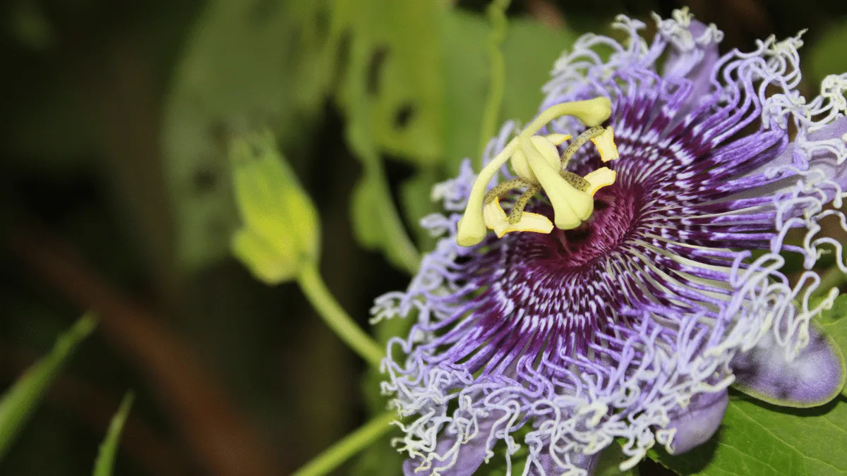 Té de pasiflora