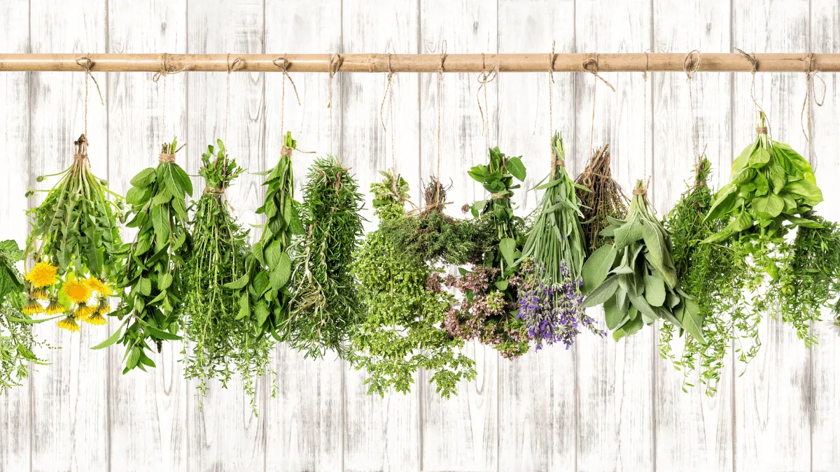 plantas medicinales limpiar los riñones