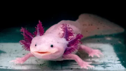 ¡Poder ajolote! Datos y curiosidades