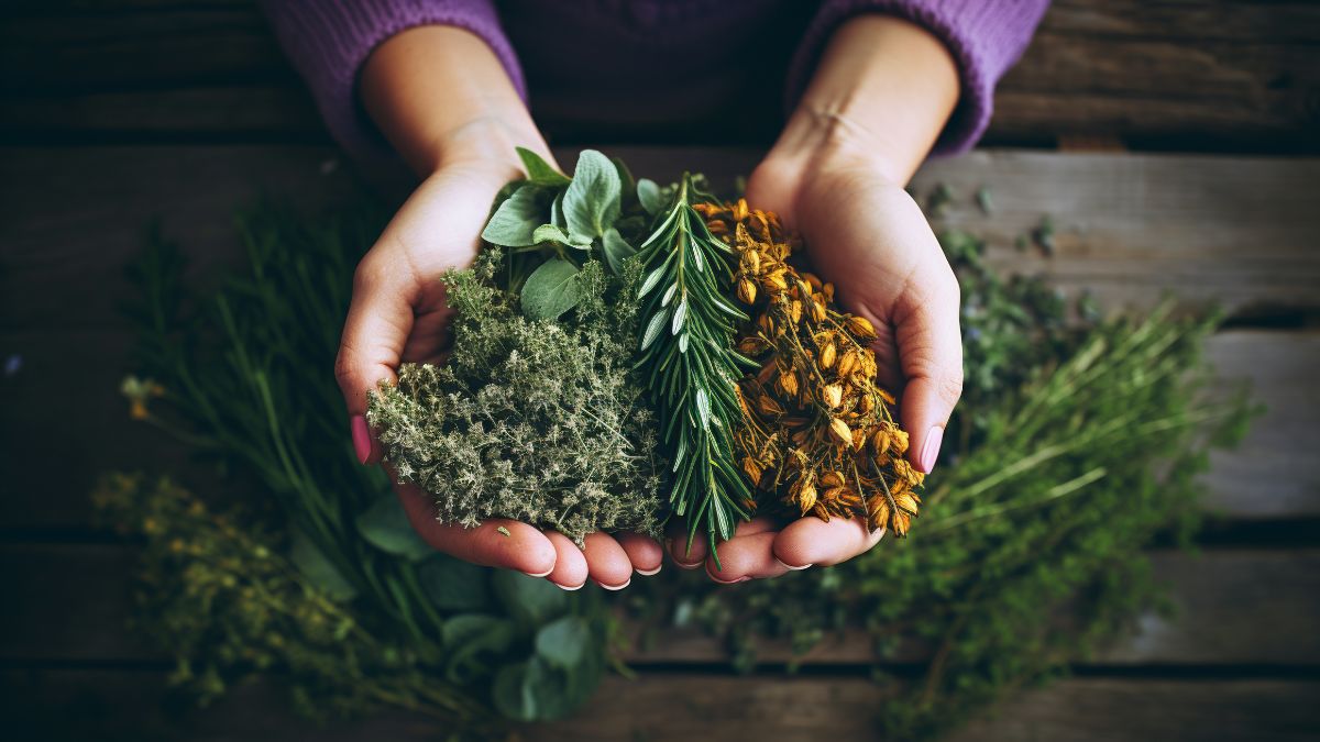 5 Plantas medicinales para tu jardín: Cultiva salud y bienestar