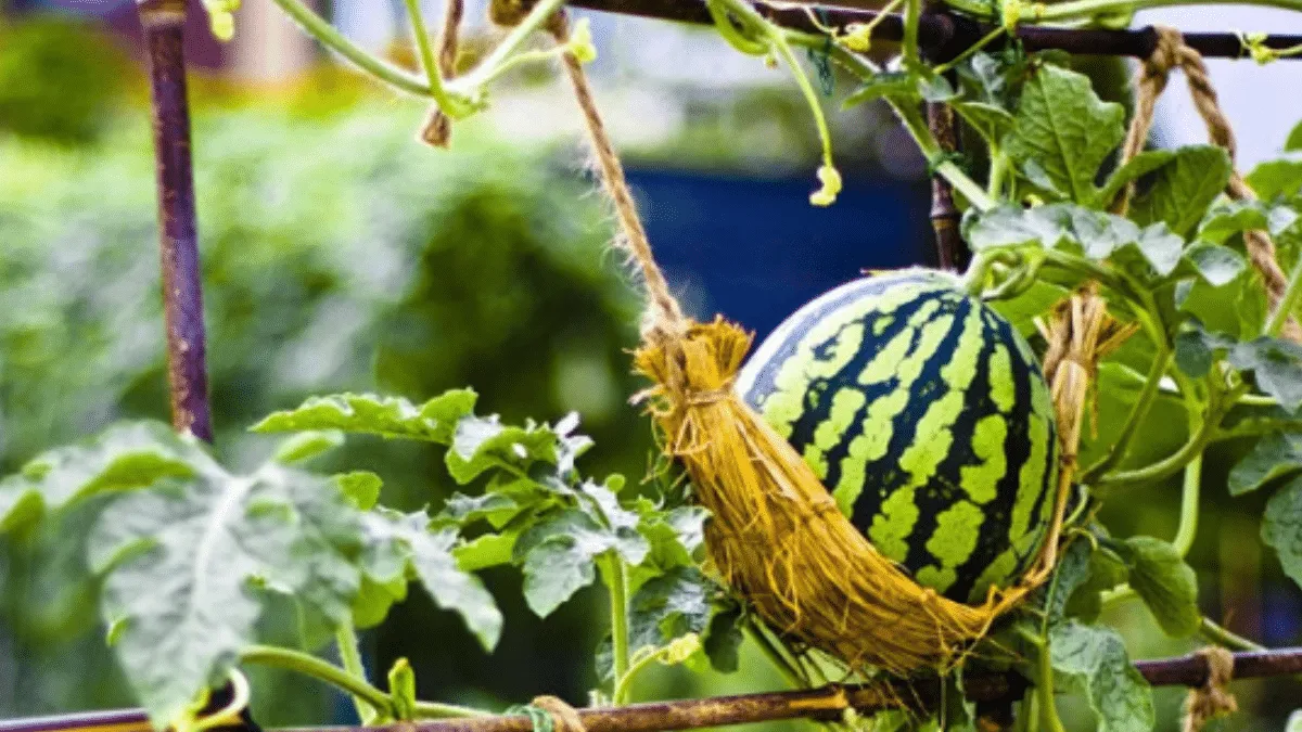 Así puedes cultivar sandías en casa