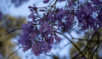 La primavera en una taza descubre el té de jacaranda y sus beneficios