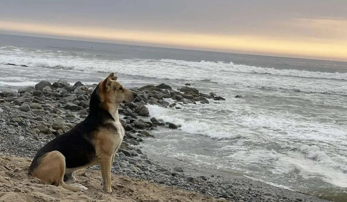 Vaguito el perrito peruano