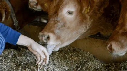 humanos transmiten mas virus a los animales