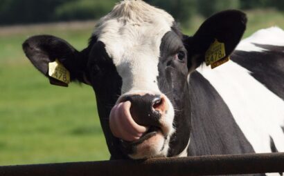 vaca que produce insulina humana en su leche
