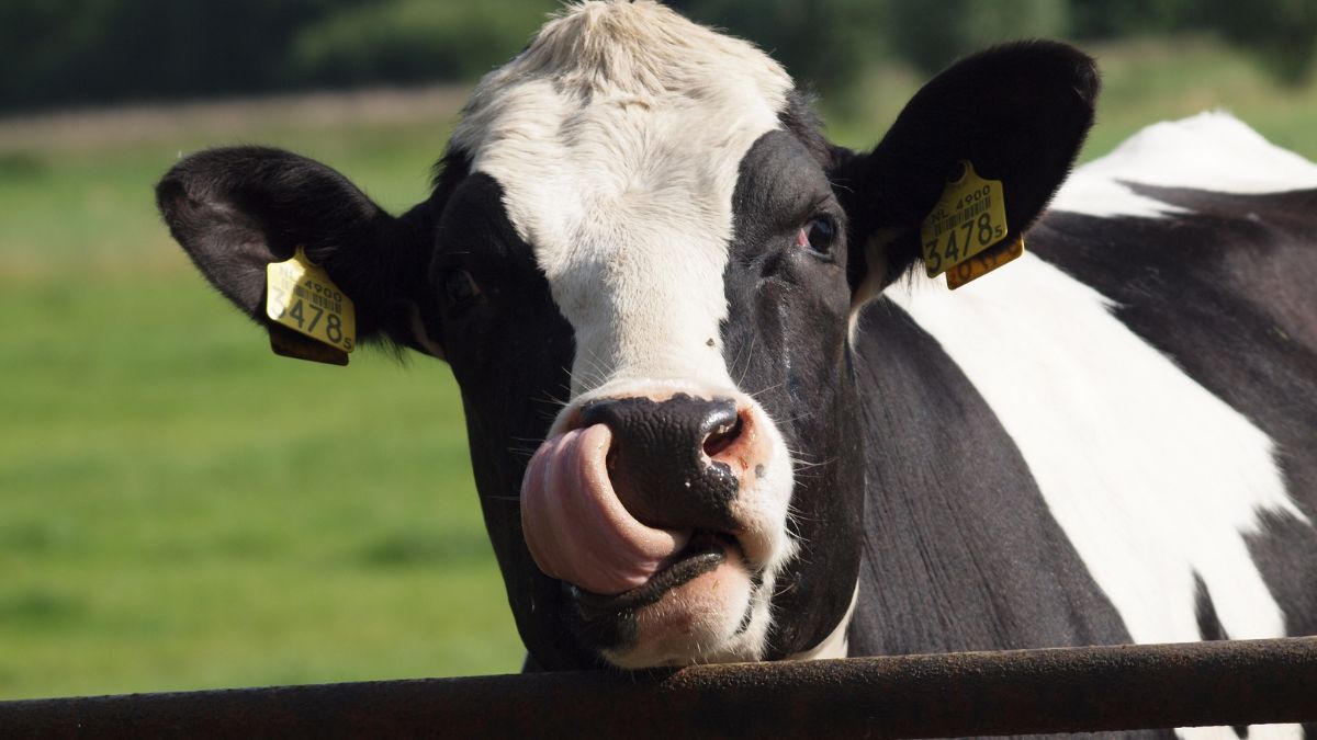vaca que produce insulina humana en su leche