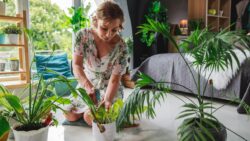 20 plantas que purificarán el aire en tu hogar