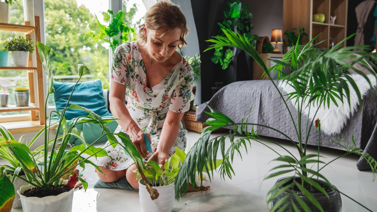 20 plantas que purificarán el aire en tu hogar