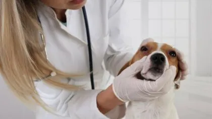 Los perros tambien pueden sufrir orzuelos