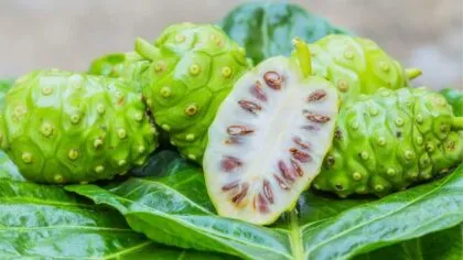 Noni la fruta del diablo con grandes propiedades para la salud