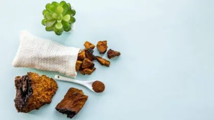 Que es el hongo chaga y por que es tan beneficioso para la salud