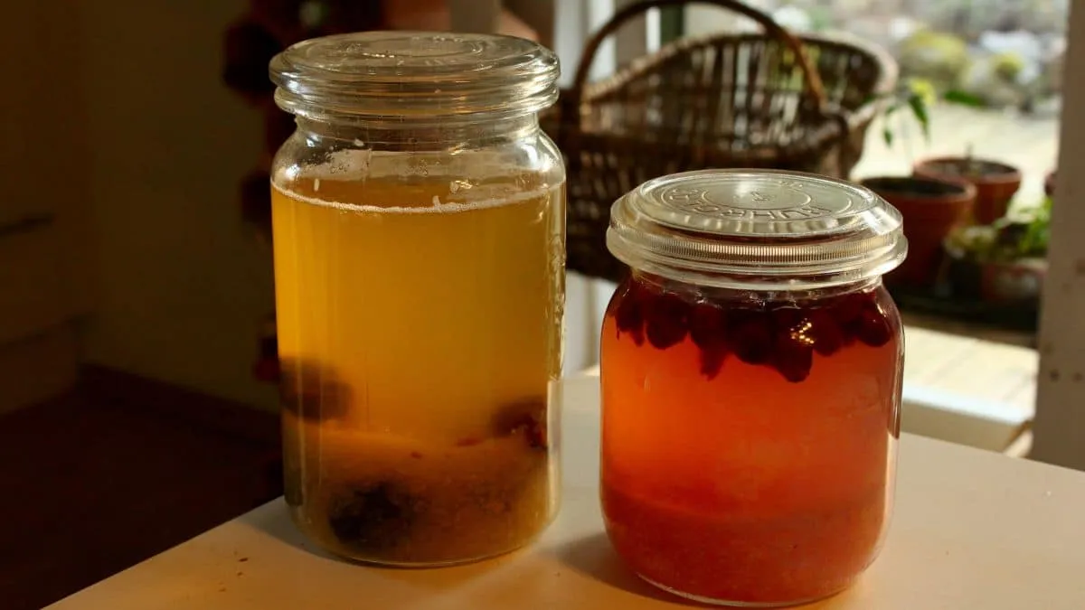 Que son los tibicos y que tan buenos son para el cuerpo