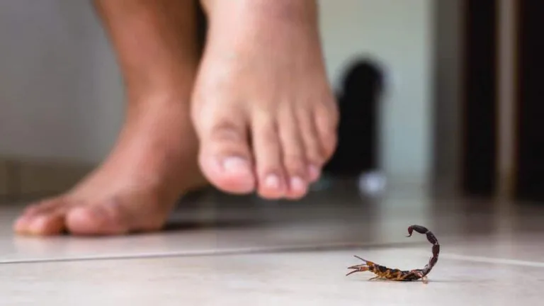 Temporada de alacranes 10 consejos para evitarlos en casa